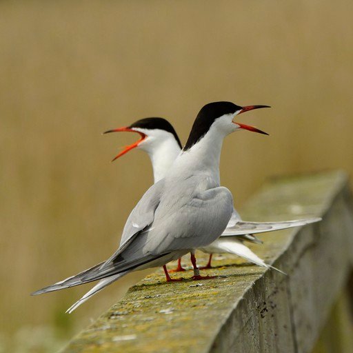 CoMMoN TeRN2-signed.jpg