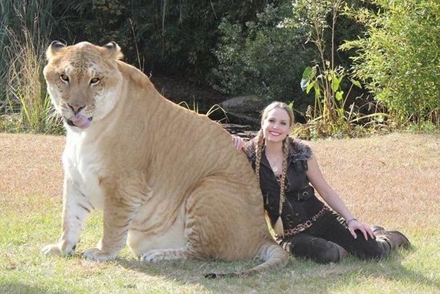 liger-hercules.jpg