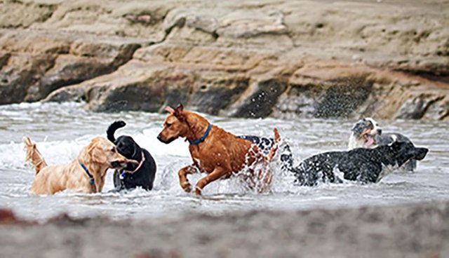 Dogs-running-in-ocean.jpg