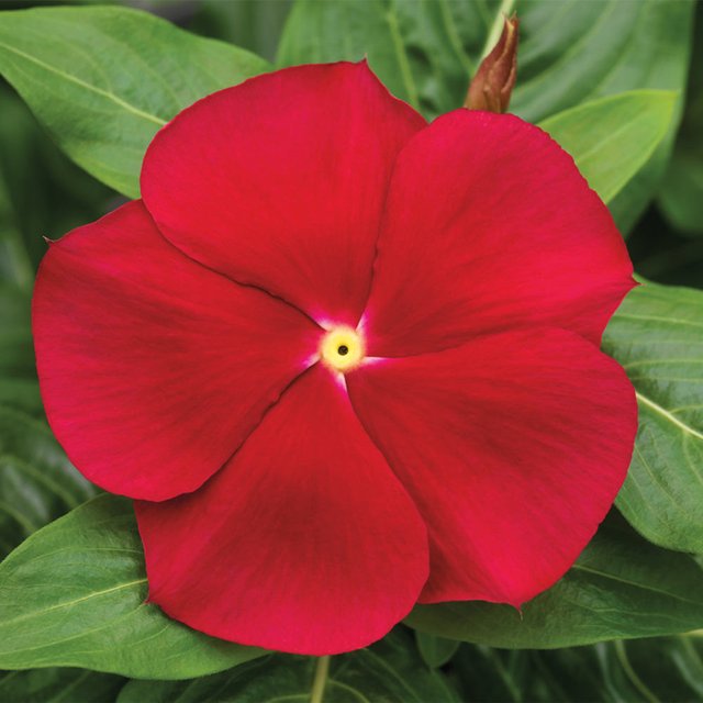 vinca-cora-red.jpg