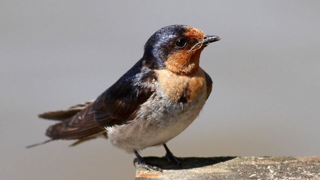 Welcome Swallow 1.jpg