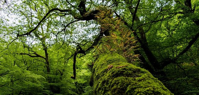 Amazing_nature_of_Roodkhan_Castle.jpg