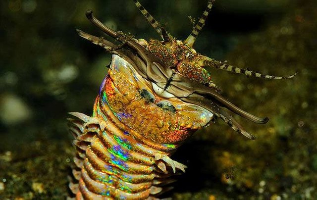 bobbit-worm-eunice-aphroditois-682x430.jpg