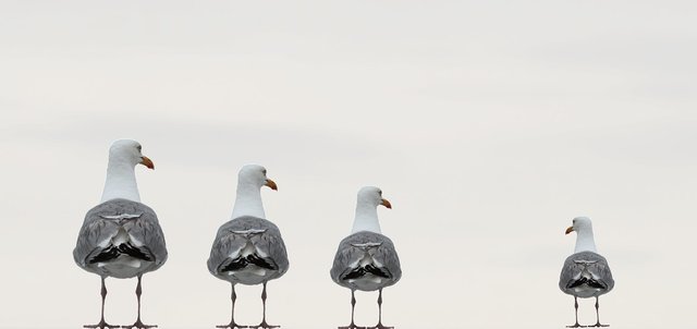 gulls-2662550_1280.jpg
