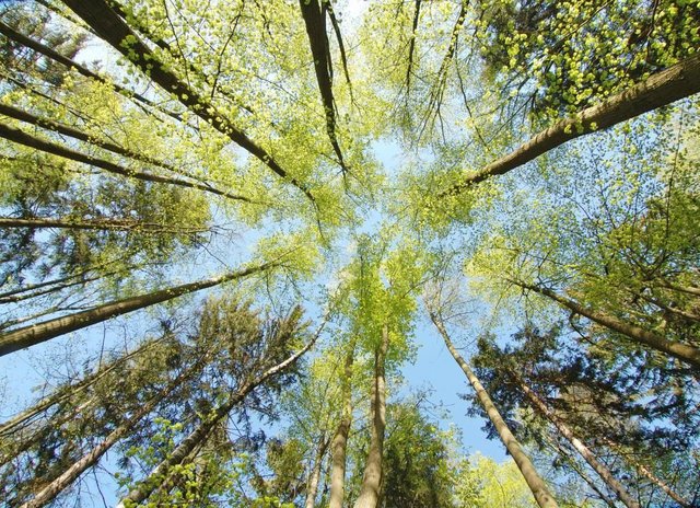 tree-canopy.jpg