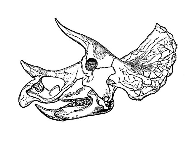 Triceratops_prorsus_old_skull001.png