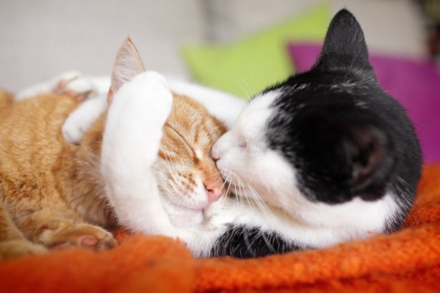 cat-hugs.jpg