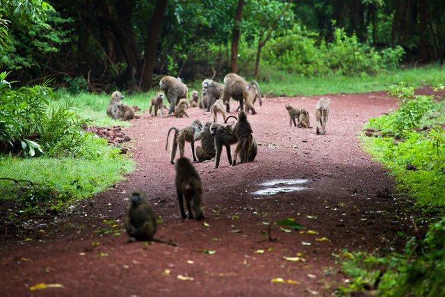 tanzania tour.jpg