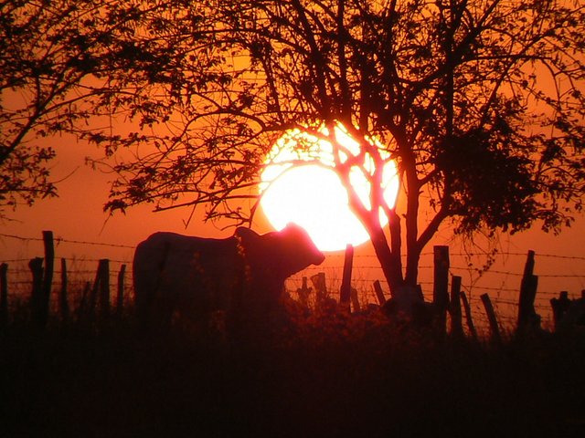 atardecer-venezolano-ii-636e2790-95ba-4846-bd75-695d41ad7508.jpg