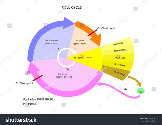 stock-vector-biology-cell-cycle-main-phases-428088241 (1).jpg