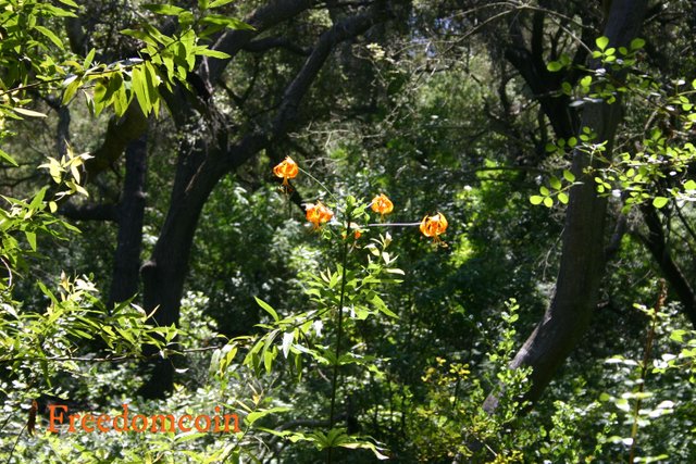 hondo canyon 2006 037.jpg