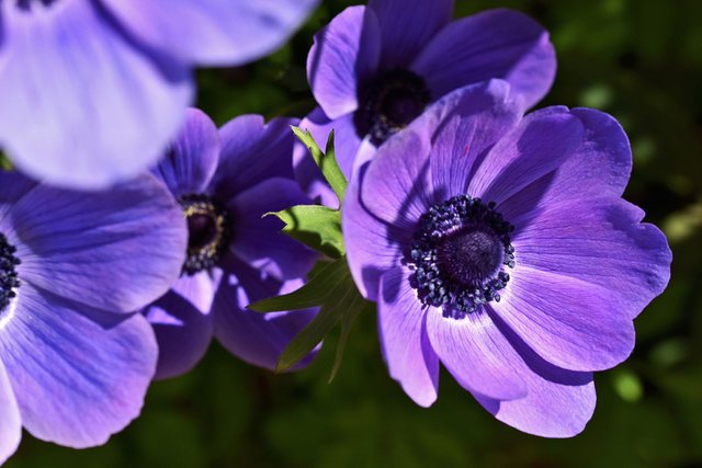 anemone bunch.jpg