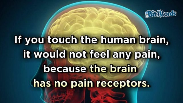 5 Facts That You Didn't Know About the Human Brain