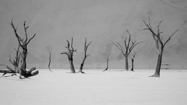 dead vlei.jpg