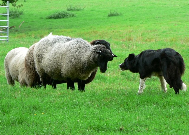 dog herding sheep.jpg
