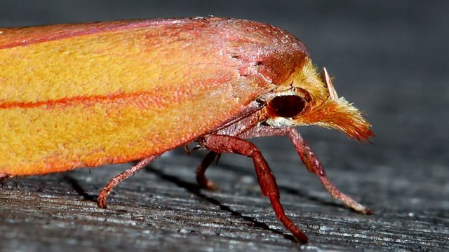 Wingia aurata Golden Leaf Moth MV BY Tas n2 2017-11-21.jpg