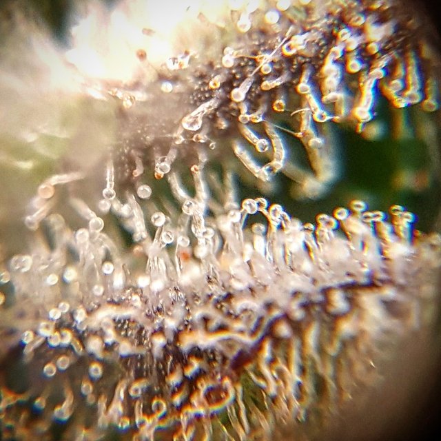 Trichome.jpg