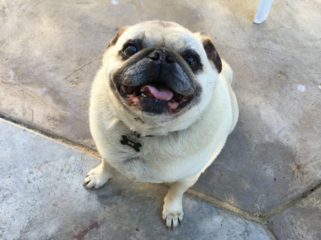 pug-1638507_1280.jpg