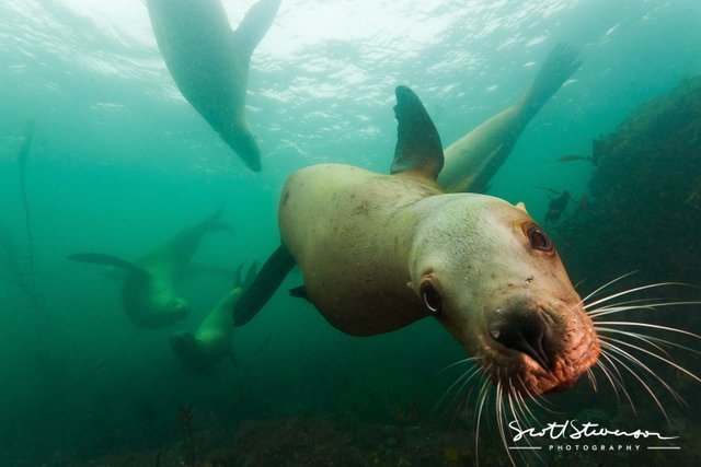 Sellar Sea lion-1.jpg