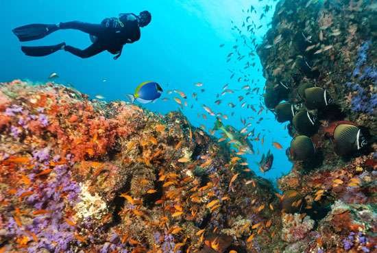 A diver exploring a coral reef in the Maldives..jpg