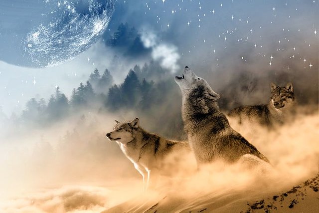 wolves-1400819__480.jpg