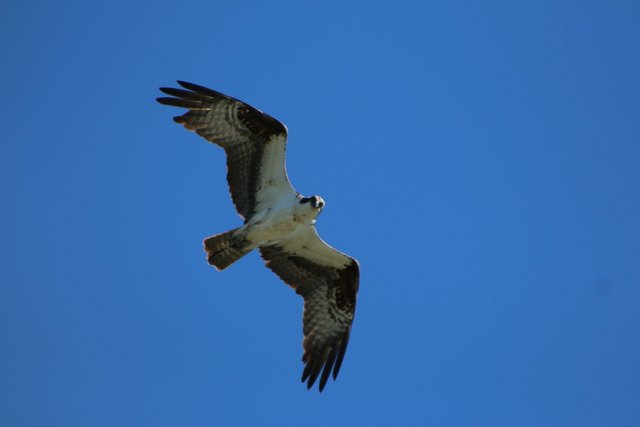 IMG_0022.JPG