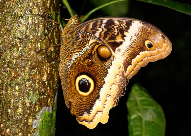 kupu-kupu-burung-hantu.png