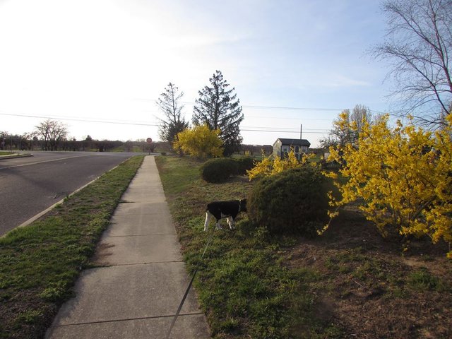 primavera en casa 5.jpg