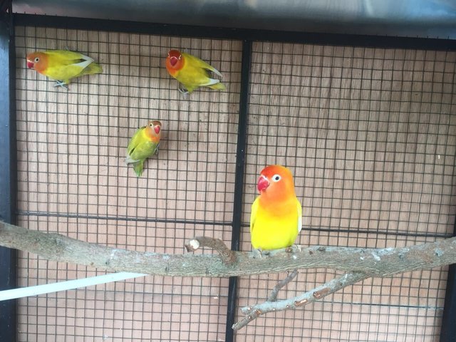 Hewan Peliharaan Salah Satu Jenis Burung Cinta Lovebird Steemit