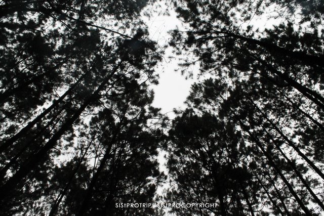Hutan Pinus Magelang.jpg