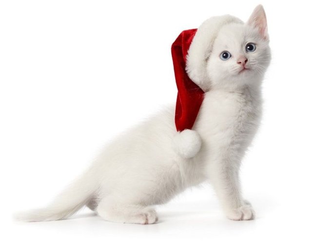 Christmas-pet-photos16.jpg