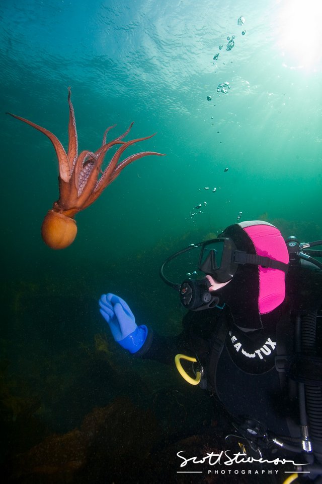 Giant Pacific Octopus-4.jpg