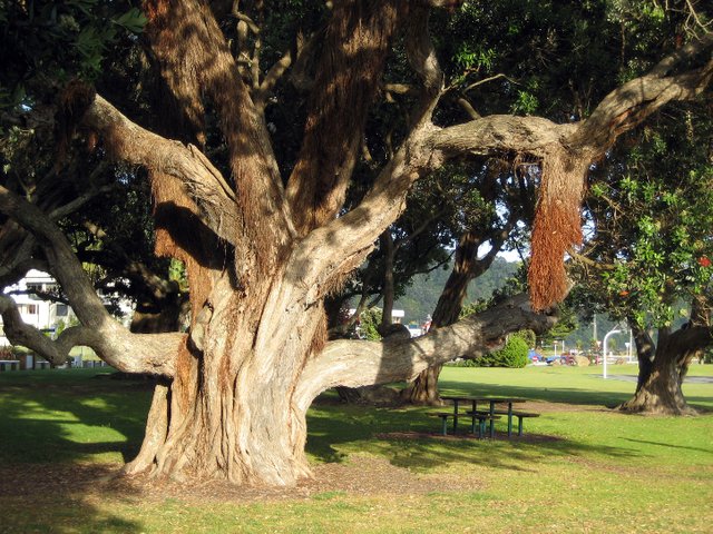 fig tree arial root Pohutukawabranches Kahuroa public domain.jpg
