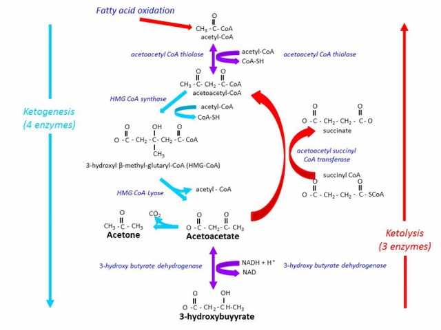 ketone metabolism.png