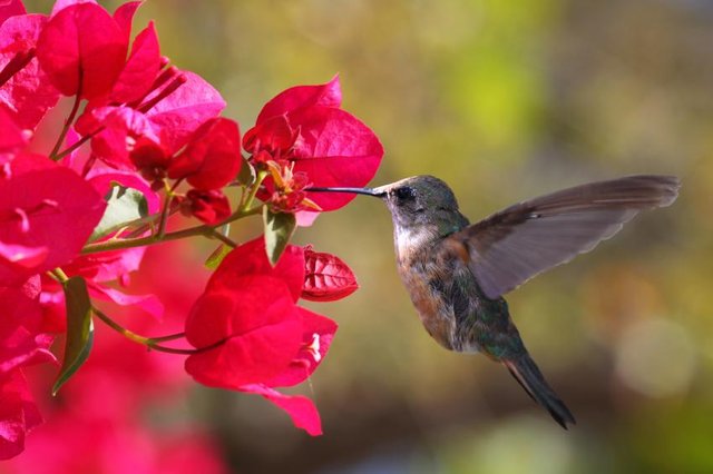 140484-849x565r1-Hummingbird.jpg