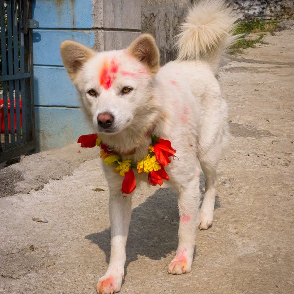 diwali-tihar-dogs-10.jpg