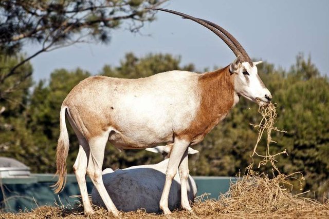 Jardin-Zoologique-de-Rabat-2.jpg