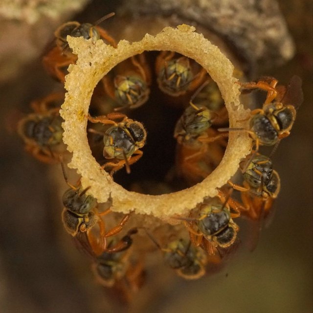 TETRAGONISCA-ANGUSTULA-abejas-angelitas-reserva-el-tunjo-hospedaje-el-follon-1080px.jpg