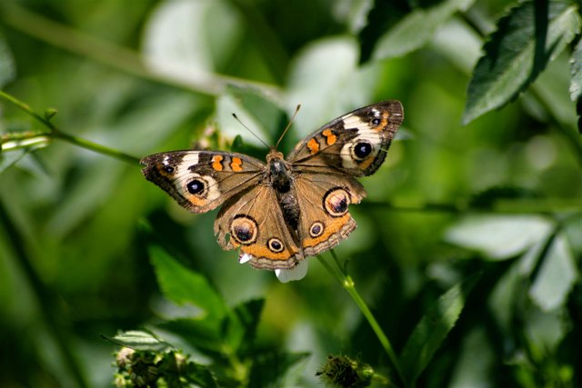 butterfly 7.jpg