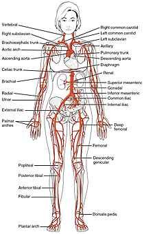 qlow-210px-2120_Major_Systemic_Artery.jpg