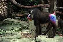 mandrill 3.jpg