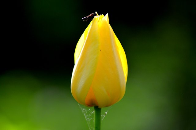 też tulipan.jpg