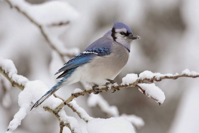 cyanocitta cristata (in winter).jpg