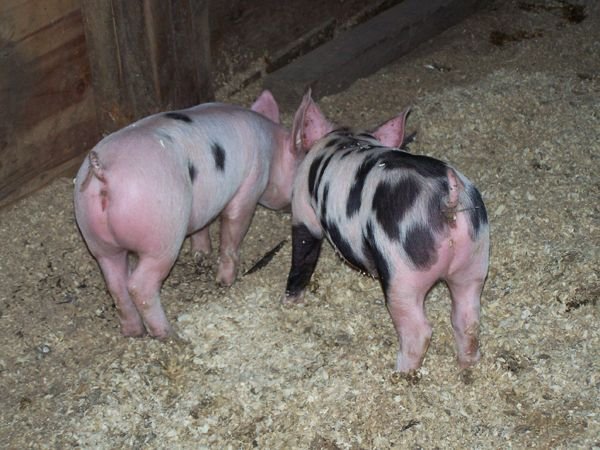 Piggies - exploring1 crop May 2018.jpg