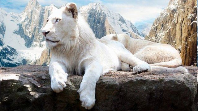 191222-animals-lion-snow-mountain-748x421.jpg