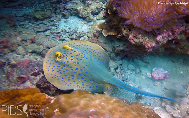 Blue spotted ray.jpg