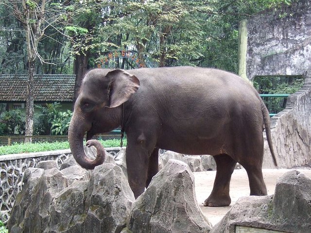 Sumatra_elephant_Ragunan_Zoo_3.JPG