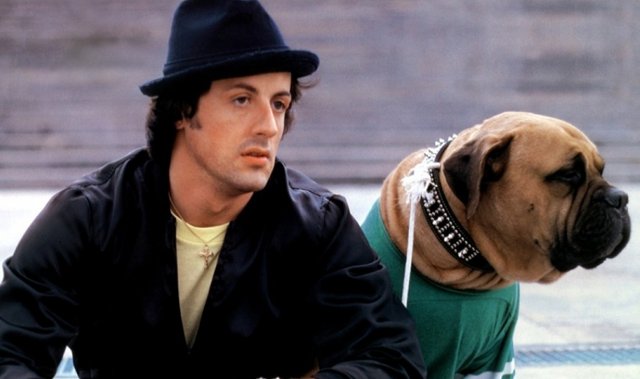 Sylvester-Stallone-dog-31uu8wmiv0ftgeu2vsrfnk.jpg