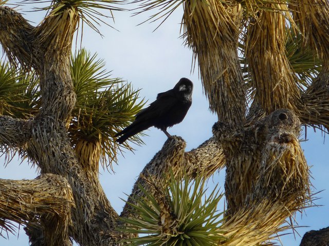 Common Raven.jpg