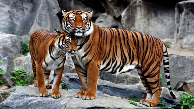 cats-wildlife-animals-friends-best-tigers-picture-image-1366x768.jpg